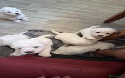 Bichon Frise dogs for sale: Bichon frise - Image 3