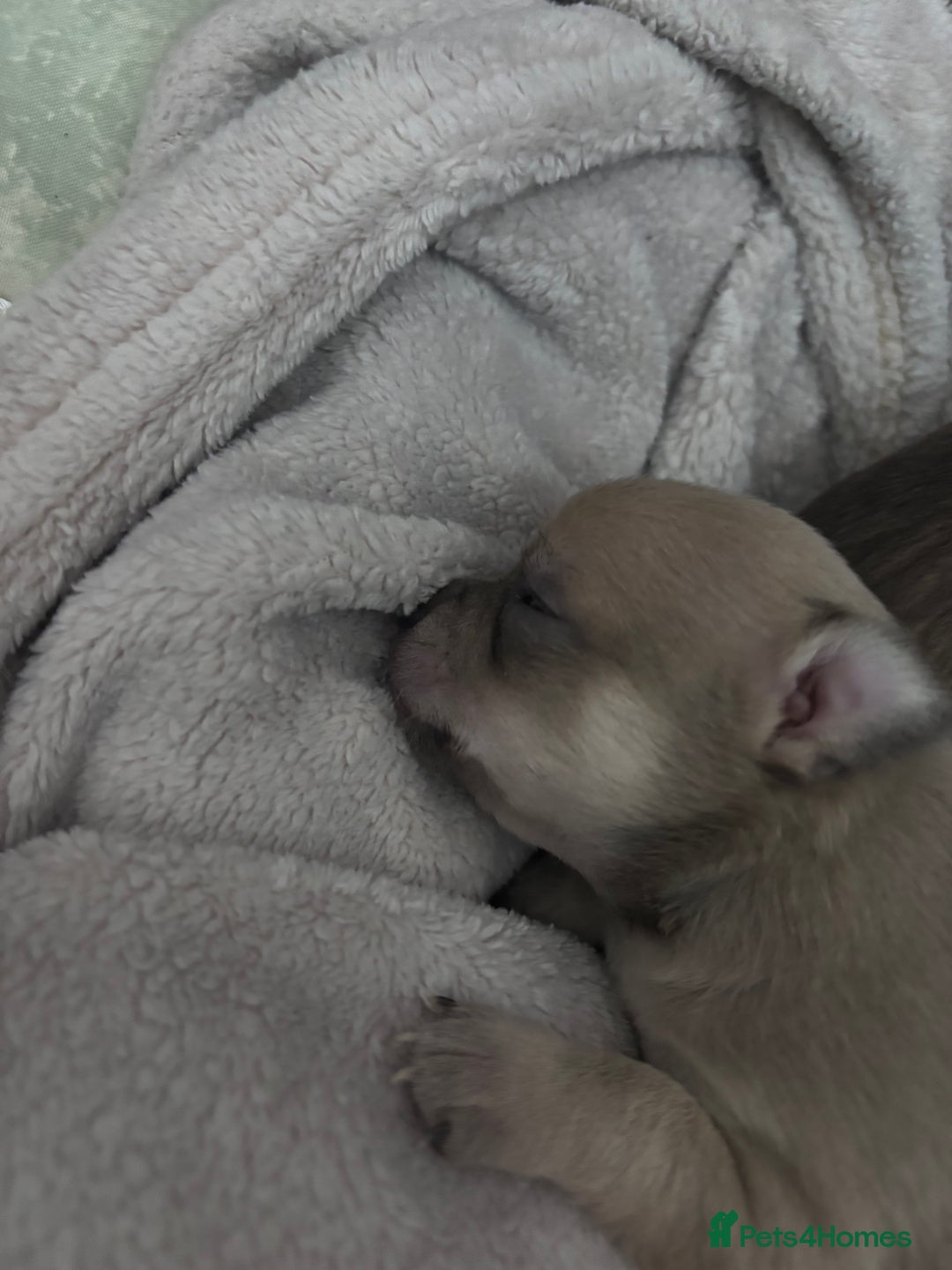 Chihuahua dogs for sale: KCREG Long/Shorthair chihuahua Champ/russian Lines - Advert 29