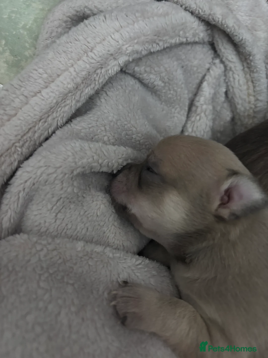 Chihuahua dogs for sale: Last boy KC REG chihuahua Champ/russian READY NOW - Advert 23