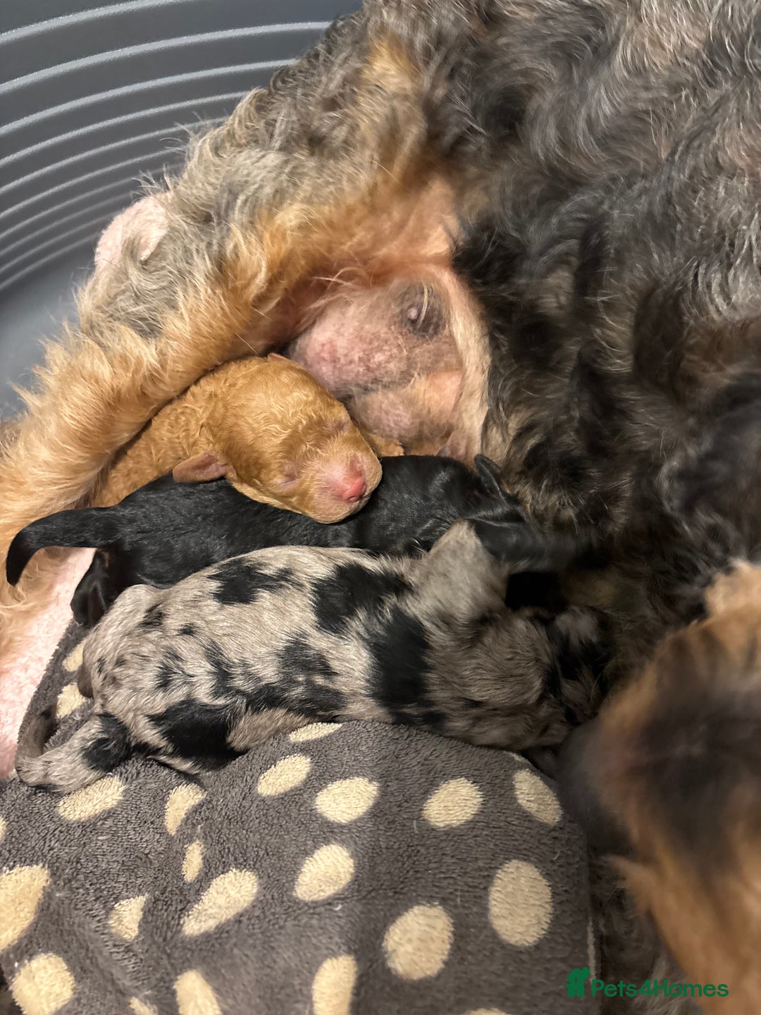 Cockapoo dogs for sale: Cockapoos Ready for New Homes 22nd December - Advert 14