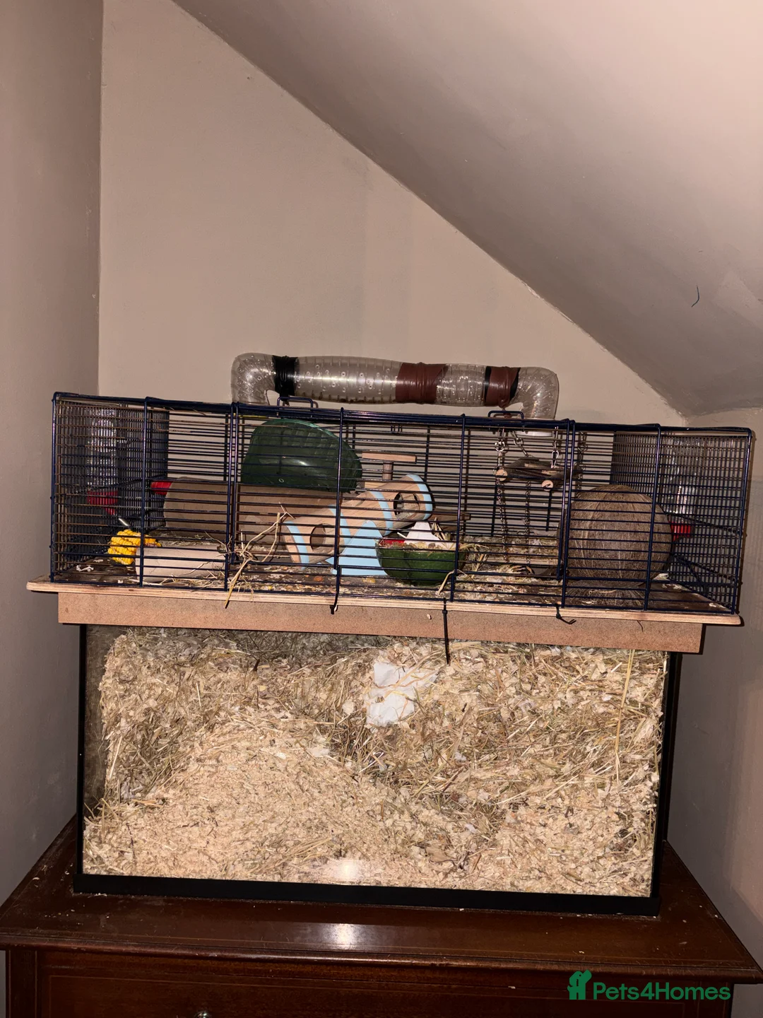 Gerbil rodents for sale: Two gerbils and cage for free in Hull - Advert 2