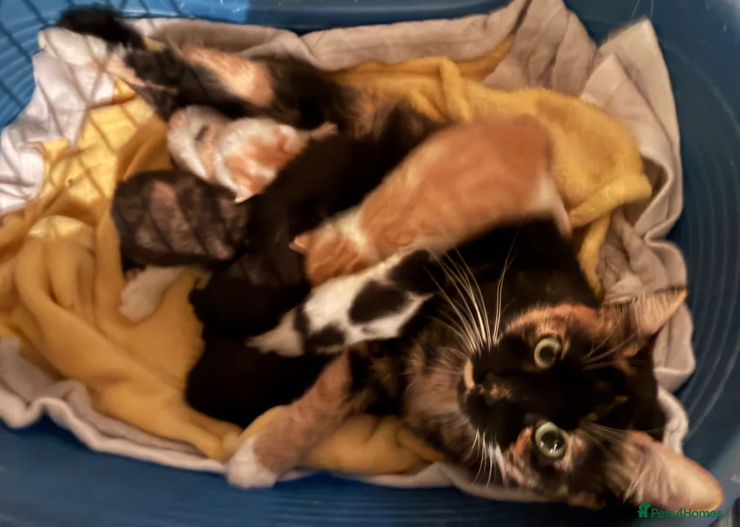 Mixed Breed cats for sale: Gorgeous kitten for sale ready now  - Advert 2