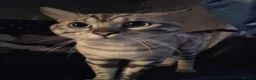 Bengal cats for stud:  Beautiful Snow bengal called snow - Advert 3