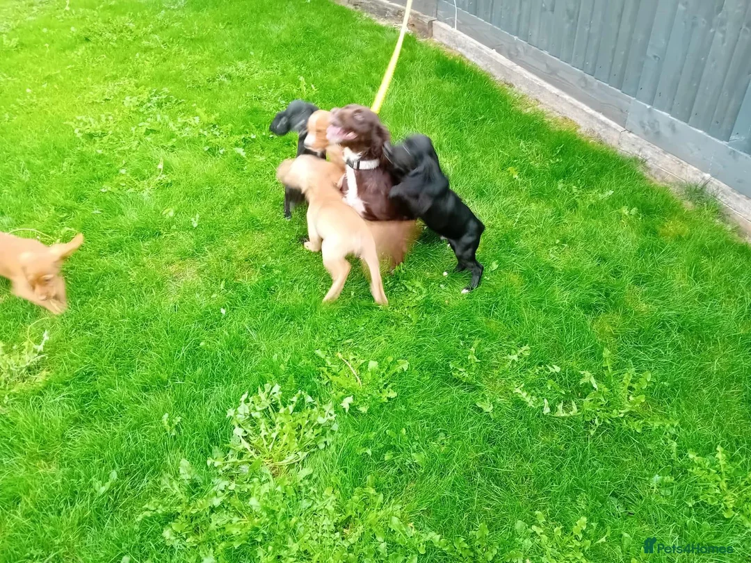 Cocker Spaniel dogs for sale: Cocker spanials in Ledbury - Advert 1