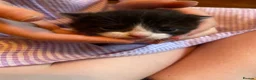 Mixed Breed cats for sale: 3 Litters of Loving and Playful Kittens  - Advert 14