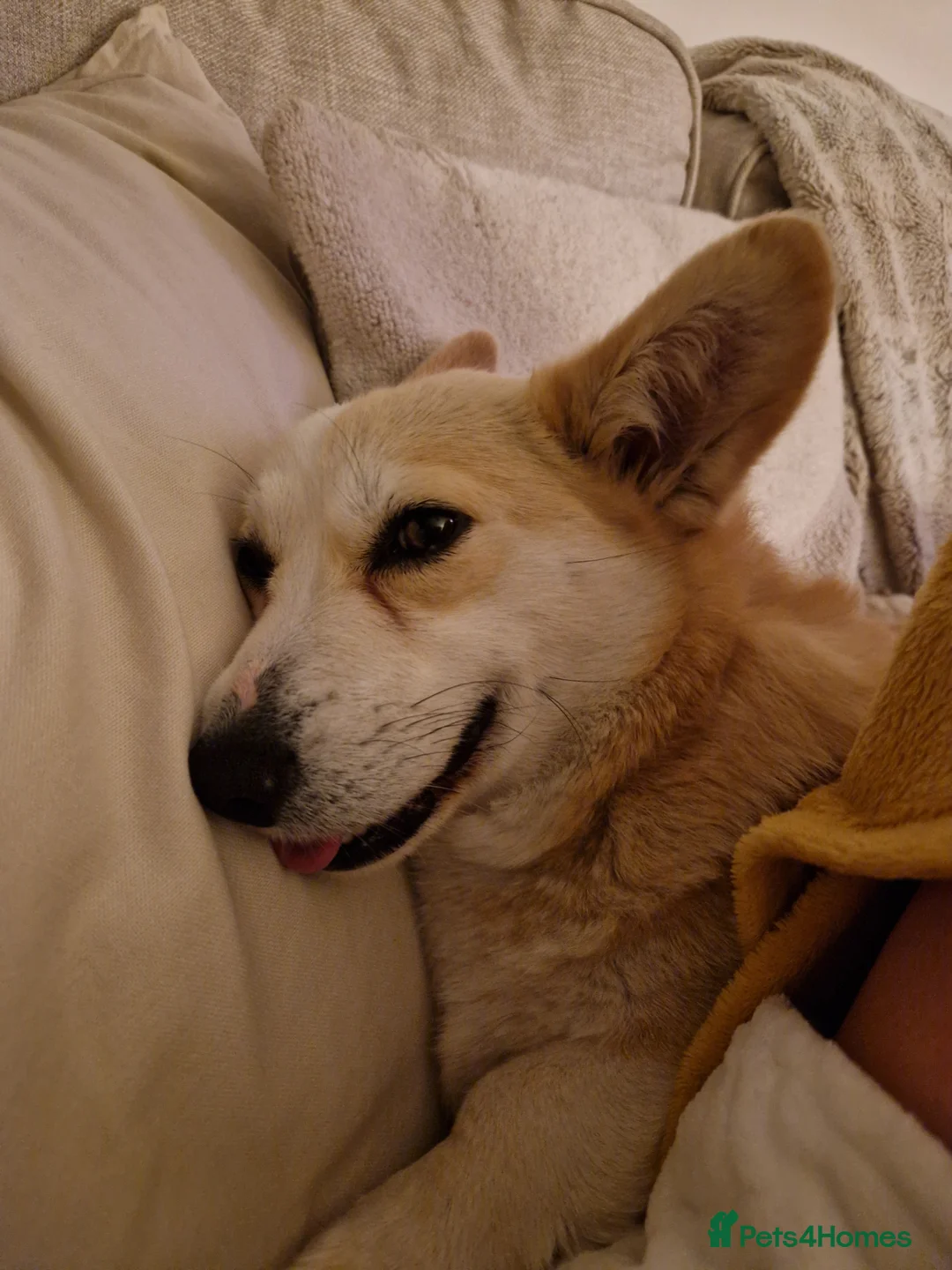 Welsh Corgi Pembroke dogs for sale: Kc registered 4 year old female  - Advert 2