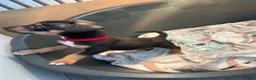 Jack Russell dogs for sale: 3 left!!! Jackrussle puppies - Advert 10
