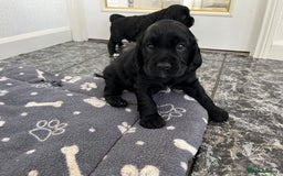 Cockalier dogs for sale: Cavalier x cocker spaniel puppies  - Image 13