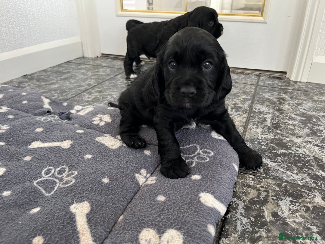 Cockalier dogs for sale: Cavalier x cocker spaniel puppies  - Image 13