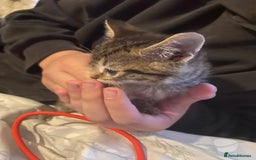 Bombay cats for sale: Kittens  - Image 2