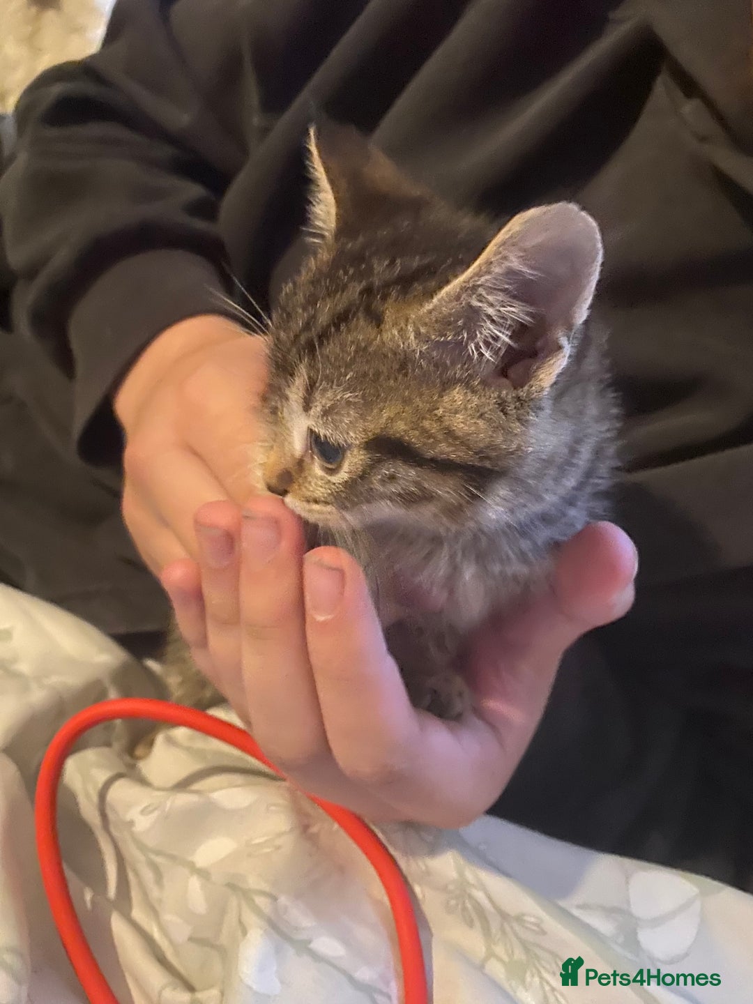 Bombay cats for sale: Kittens  - Image 2