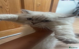 British Shorthair cats for sale: GCCF British Longhair Kittens for Sale in Sheffield - Image 5