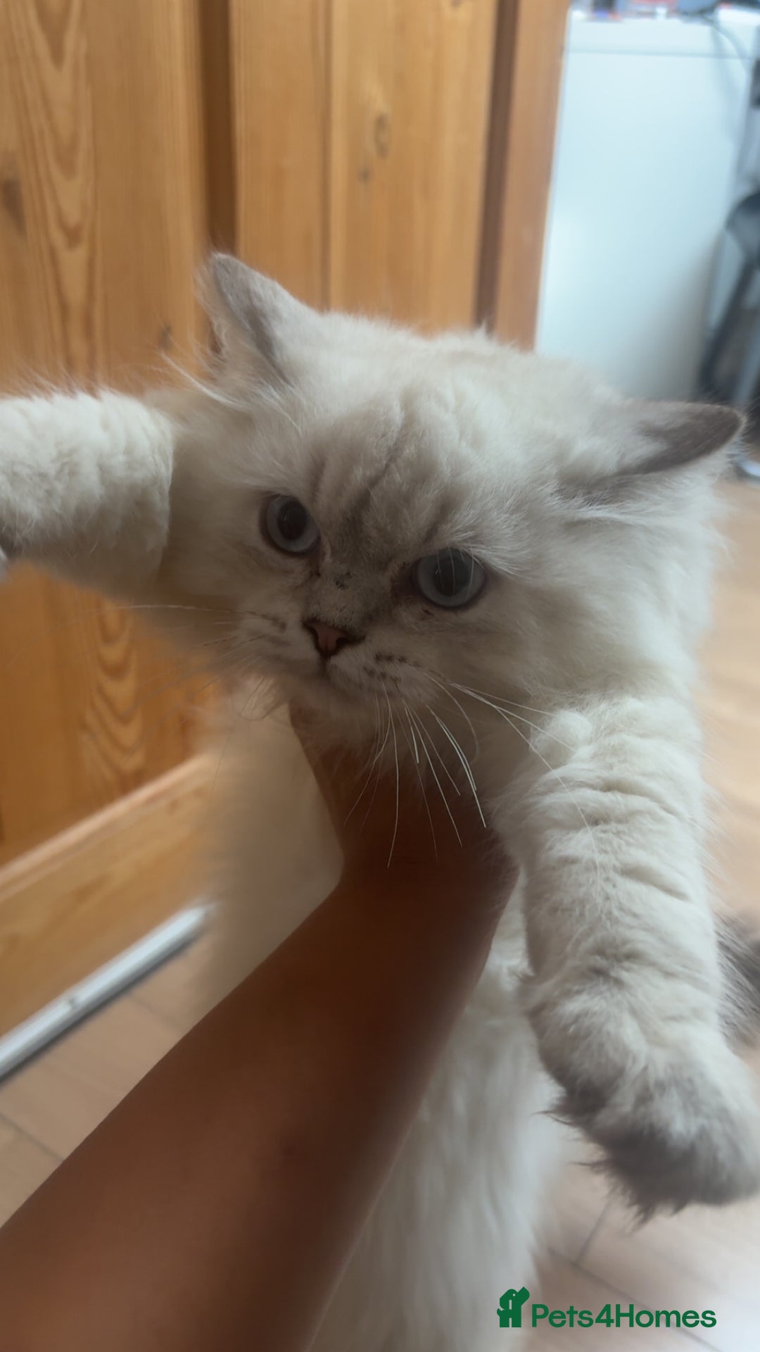 British Shorthair cats for sale: GCCF British Longhair Kittens for Sale in Sheffield - Image 5