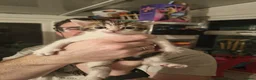 Mixed Breed cats for sale: 2 Kittens For Sale - Advert 9