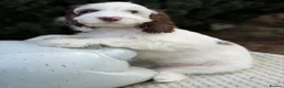 Cockapoo dogs for sale: Is this your new family member  - Advert 7