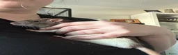 Rat rodents for sale: Trio of Male Rats - Advert 4