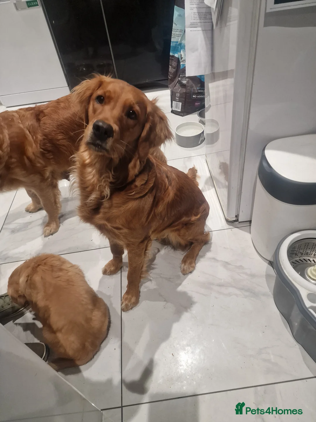 Golden Retriever dogs for sale: Beautiful KC-Registered Golden Retriever Puppies - Advert 5