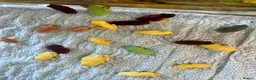 Frog reptiles for sale: Special offer red eye tree frogs  - Advert 1