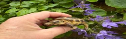 Tortoise reptiles for sale: Baby horsfield tortoises. Ready now. Setups also  - Advert 4