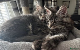 Maine Coon cats for sale: GCCF & TICA Reg Affectionate Maine Coon kittens - Image 20