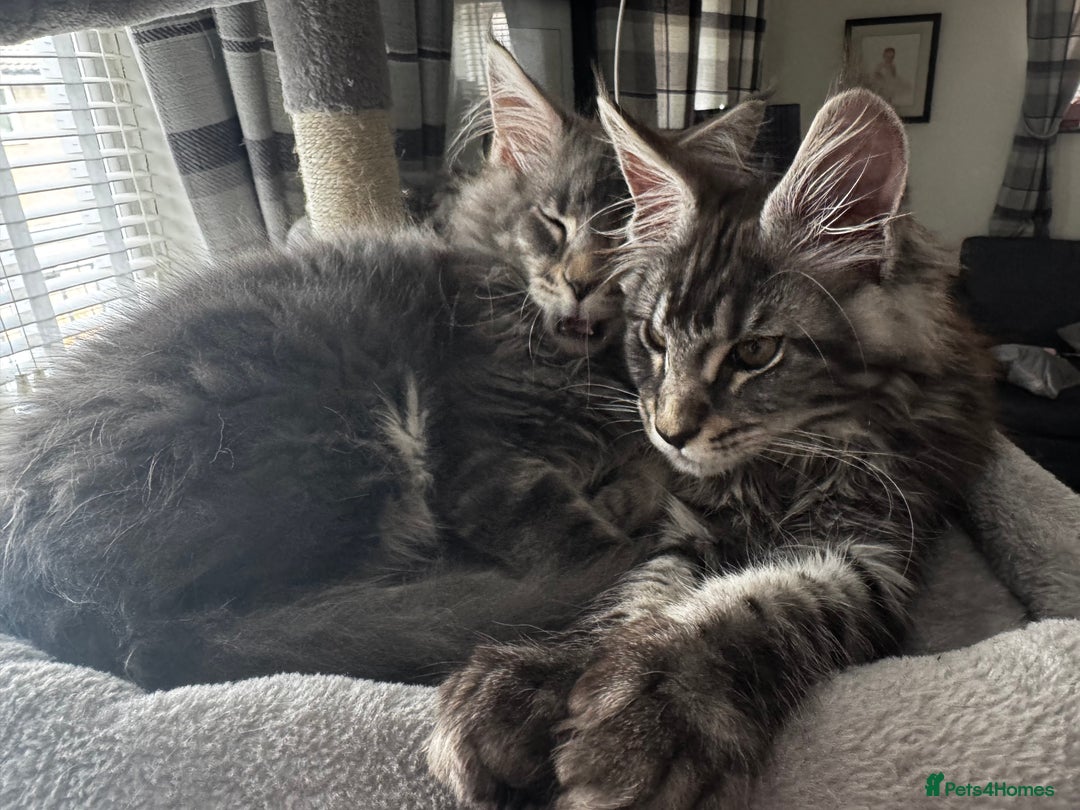 Maine Coon cats for sale: GCCF & TICA Reg Affectionate Maine Coon kittens - Image 20