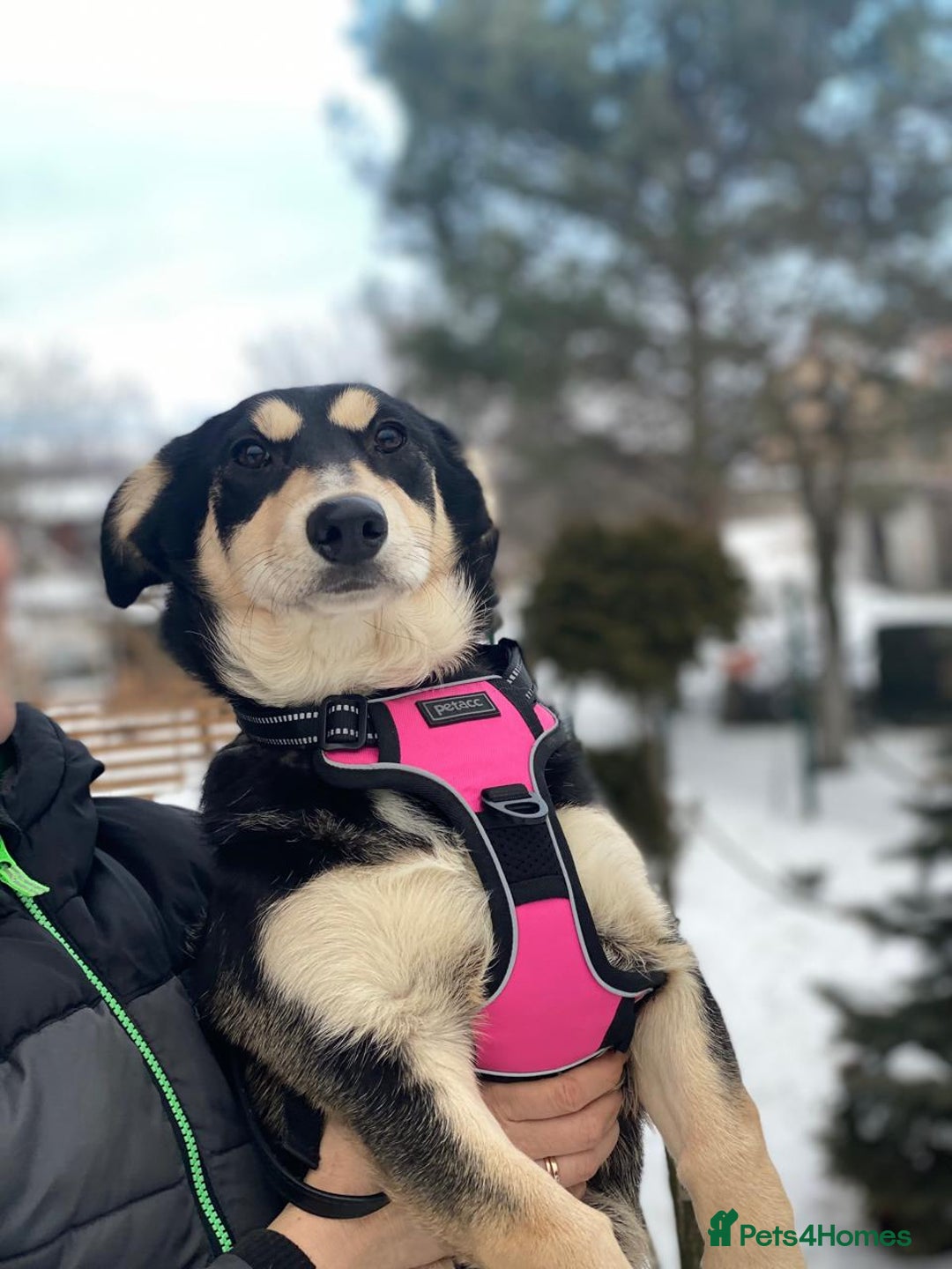 Mixed Breed dogs for adoption: 💖🐶 LADY AND DORY 🐶💖 - Advert 13