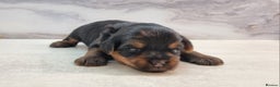 Yorkshire Terrier dogs for sale: 4 Lovely puppies  - Advert 12