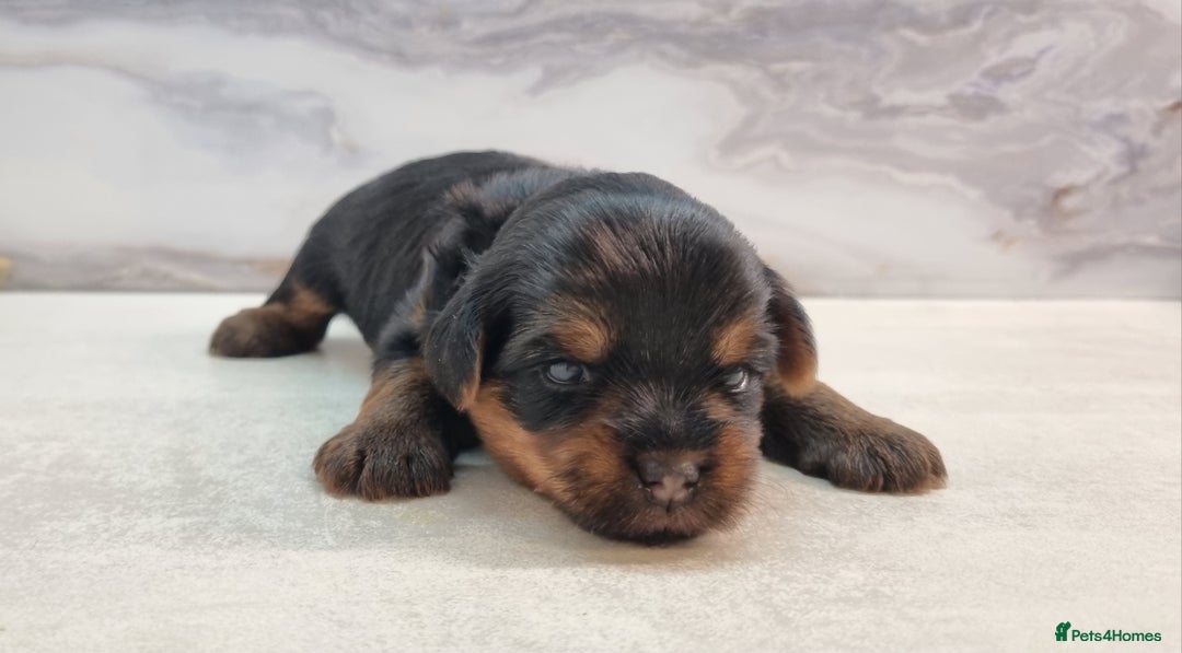 Yorkshire Terrier dogs for sale: 4 Lovely puppies  - Advert 12