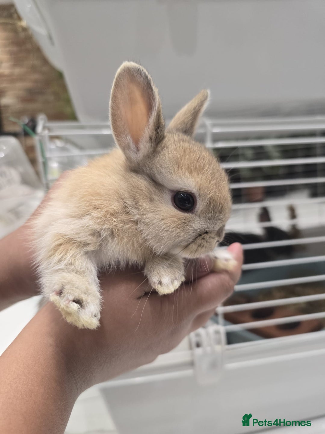 Netherland Dwarf rabbits for sale: Gorgeous Netherland Dwarf Rabbits 6 left 🐰 - Image 25