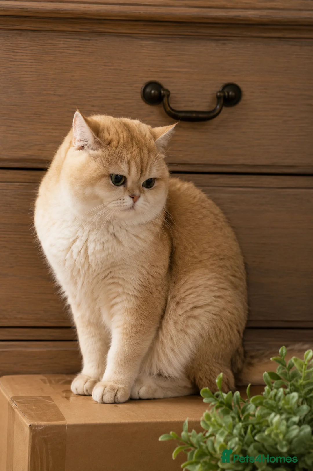 British Shorthair cats for sale: Active Registered Golden British Shorthair Boy - Advert 6