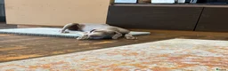 Weimaraner dogs for sale: Female Weimaraner 18 weeks old - Advert 1