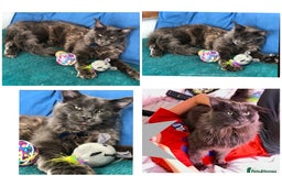 Maine Coon cats for sale: Gorgeous Black & Black Smoke kittens TICA parents - Image 14