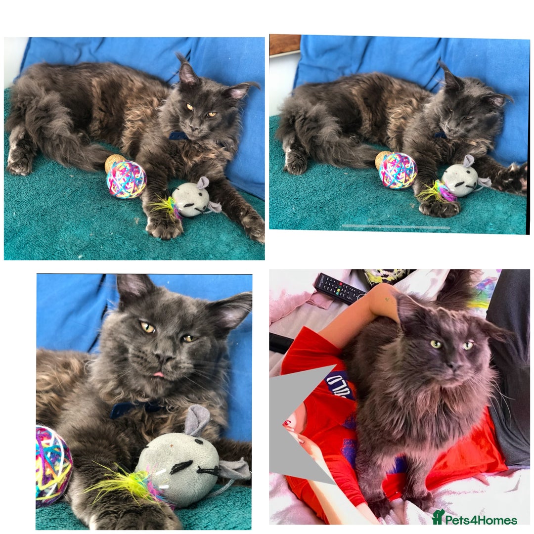 Maine Coon cats for sale: Gorgeous Black & Black Smoke kittens TICA parents - Image 14