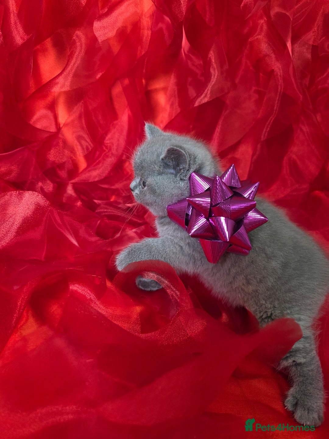 British Shorthair cats for sale: Beautiful British Shorthair Kittens for LovingHome - Advert 16