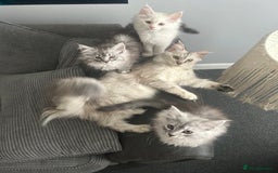 Maine Coon cats for sale: Main Coon kittens for sale - Image 13
