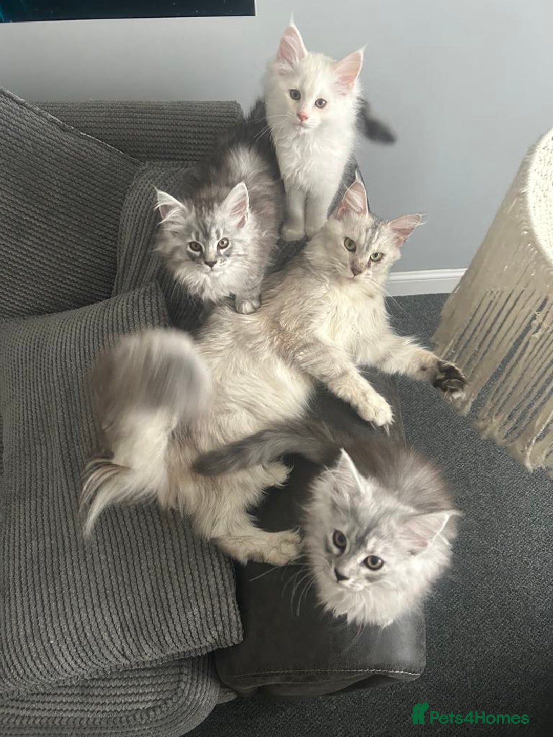 Maine Coon cats for sale: Main Coon kittens for sale - Image 13