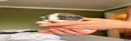 Mixed Breed cats for sale: 🐱7 beautiful kittens for sale! - Advert 7