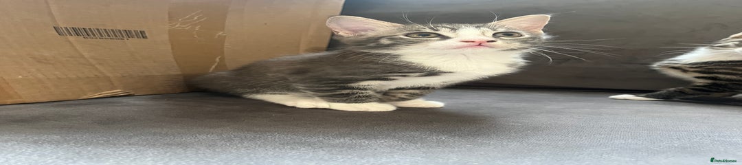 Male Grey/White Kitten 1