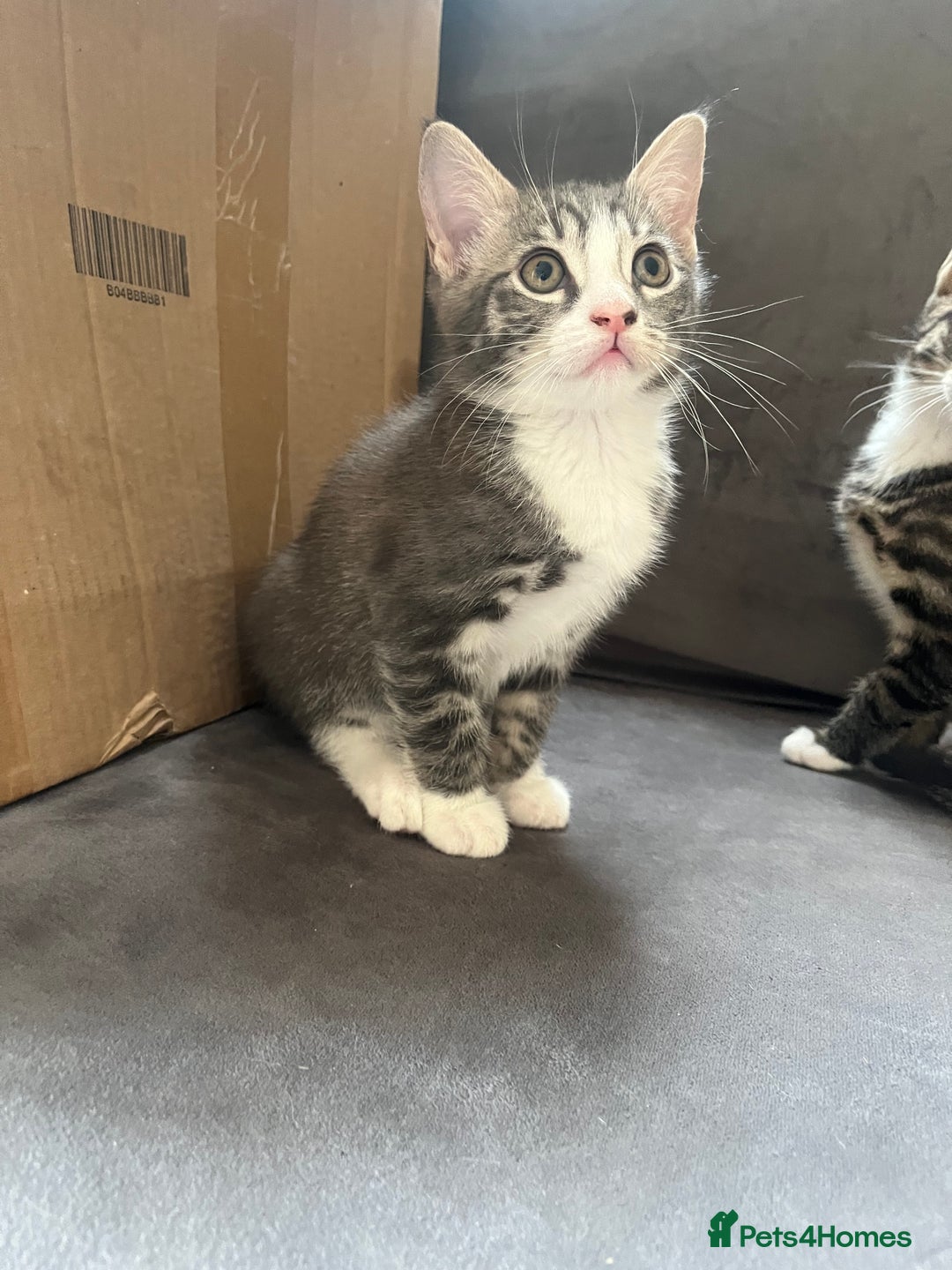 Mixed Breed cats for sale: 1 x Stunning Beautiful Girl Kitten Ready NOW - Image 15