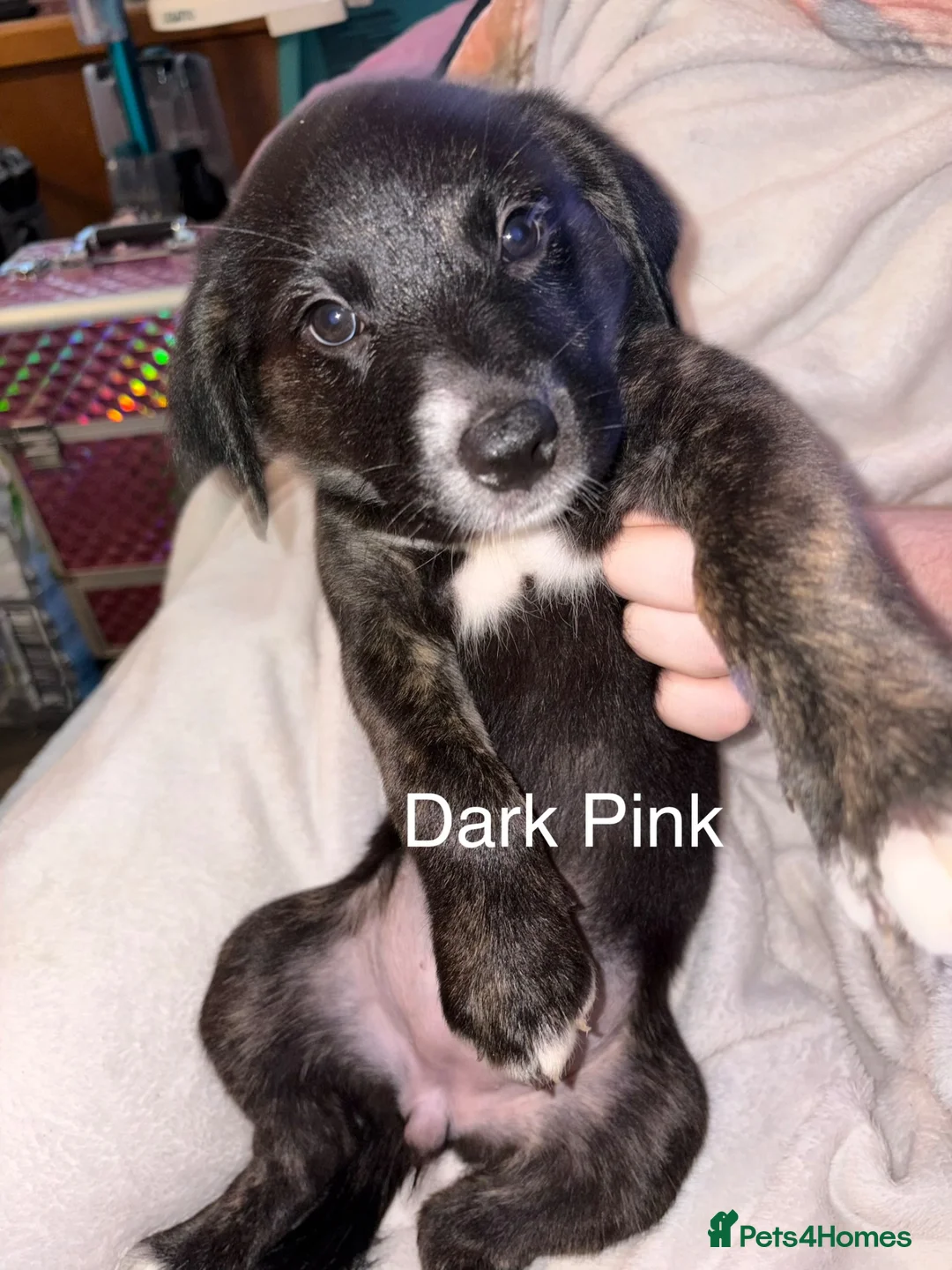 Mixed Breed dogs for sale: Staffy × Labradoodle Pups - Advert 2