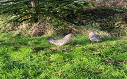 Chickens poultry for sale: Legbar cockerel for sale - Advert 3