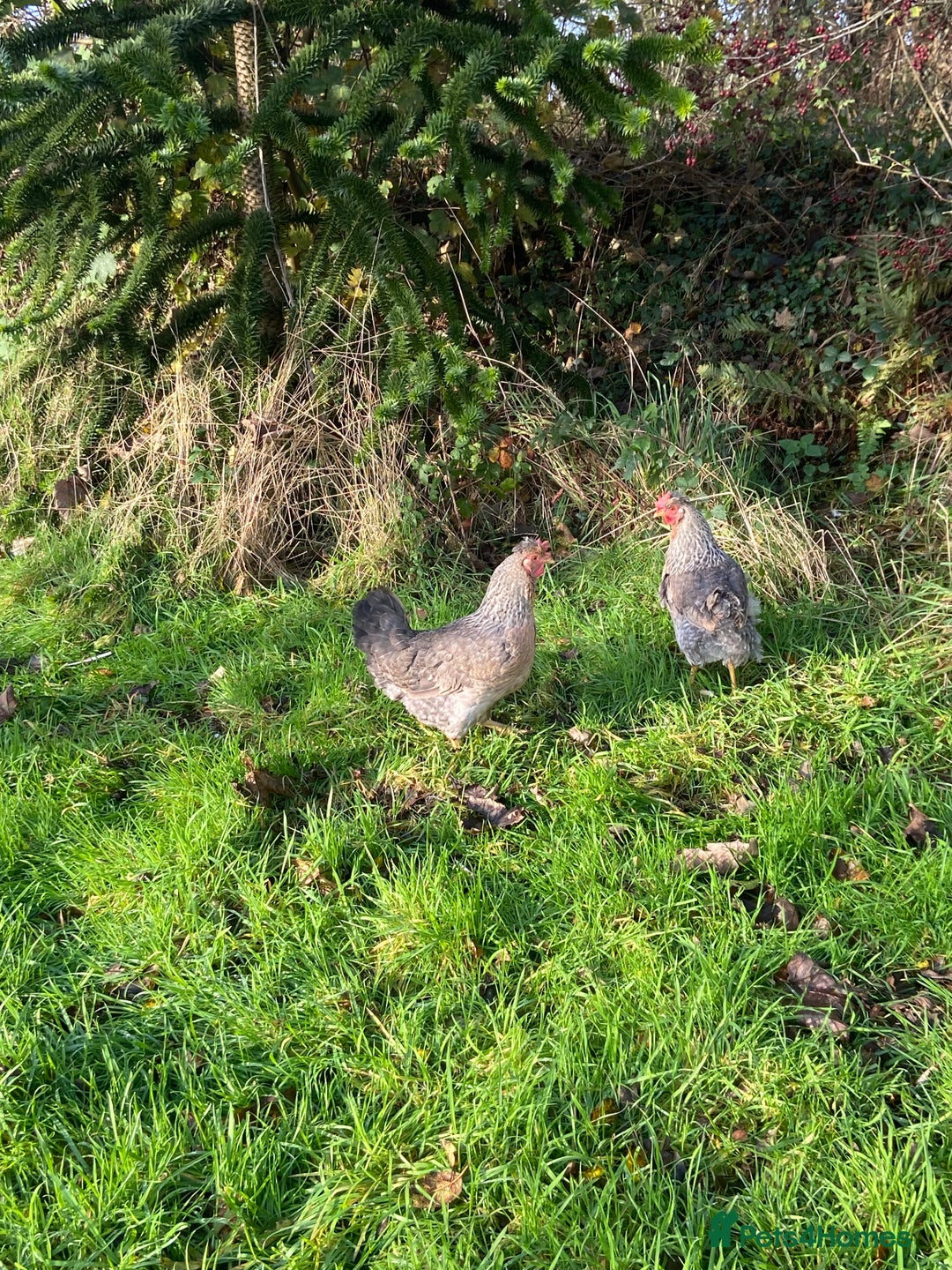 Chickens poultry for sale: Legbar cockerel for sale - Advert 3