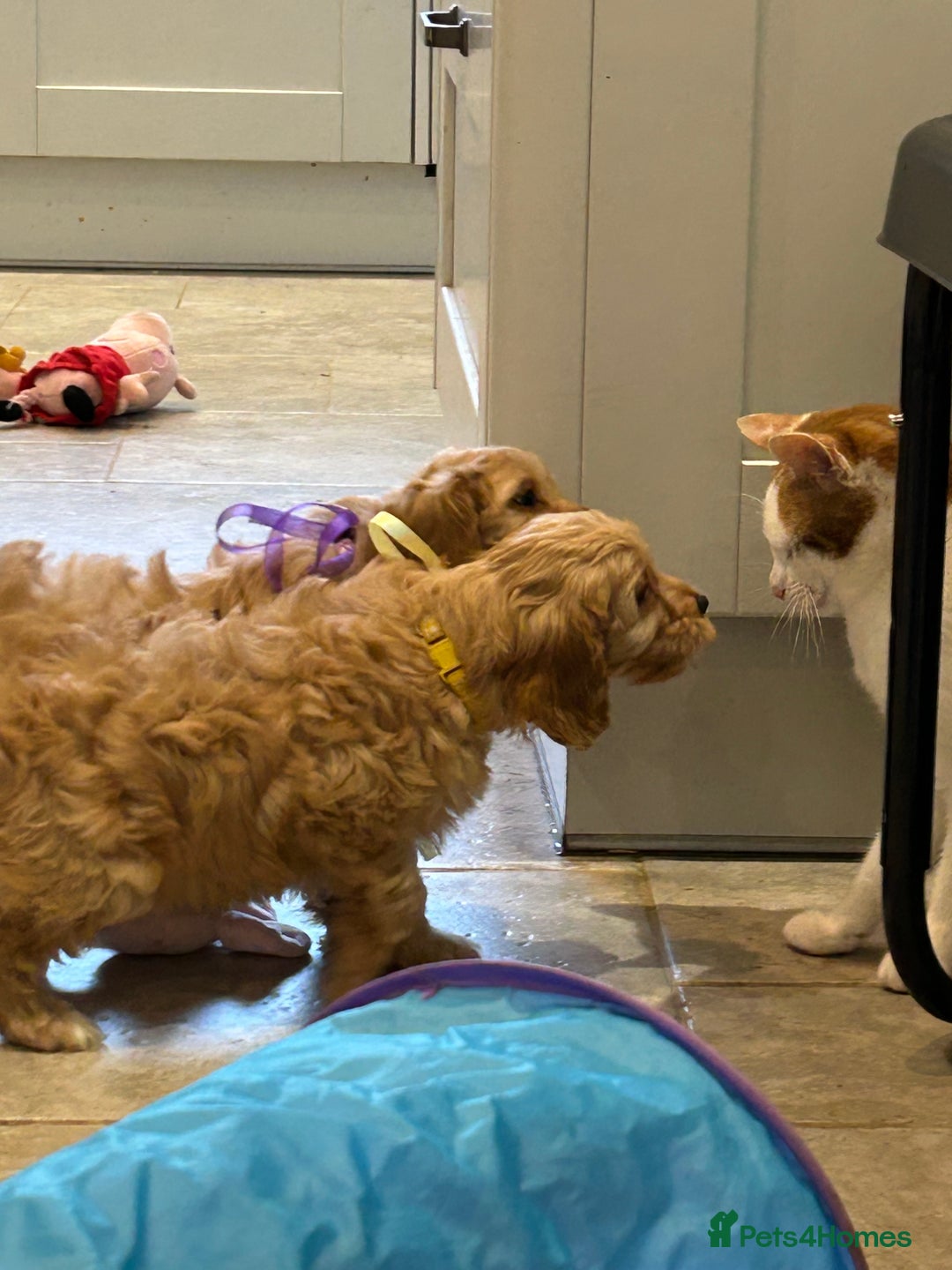 Cavapoo dogs for sale: Cavapoo F1 Ready Now - Advert 12