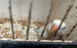 Lovebirds birds for sale: Lovebird for sale, all in good health  - Advert 16