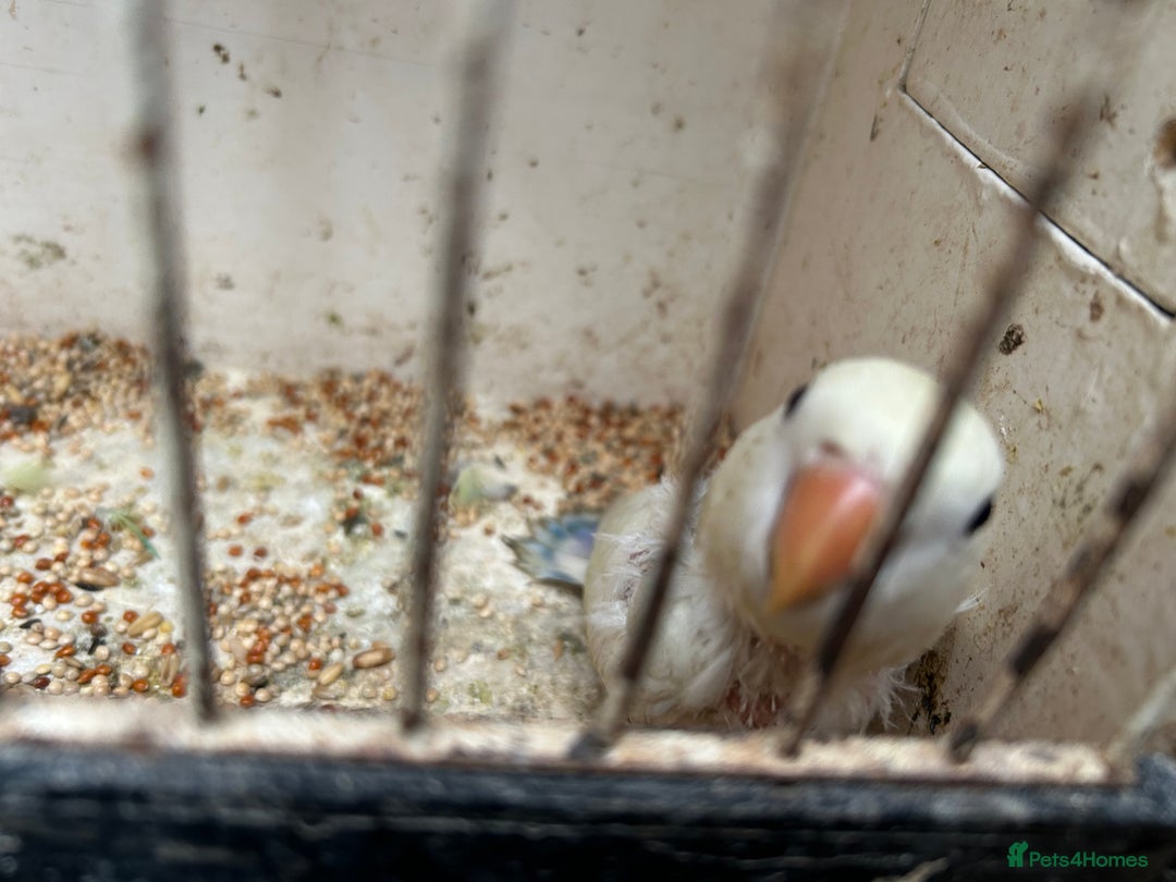 Lovebirds birds for sale: Lovebird for sale, all in good health  - Advert 16