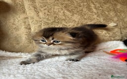 Scottish Fold cats for sale: 🩷💜Amazing Scottish Fold Kittens - Image 7