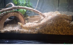 Corn Snake reptiles for sale: Corn snake  - Image 3
