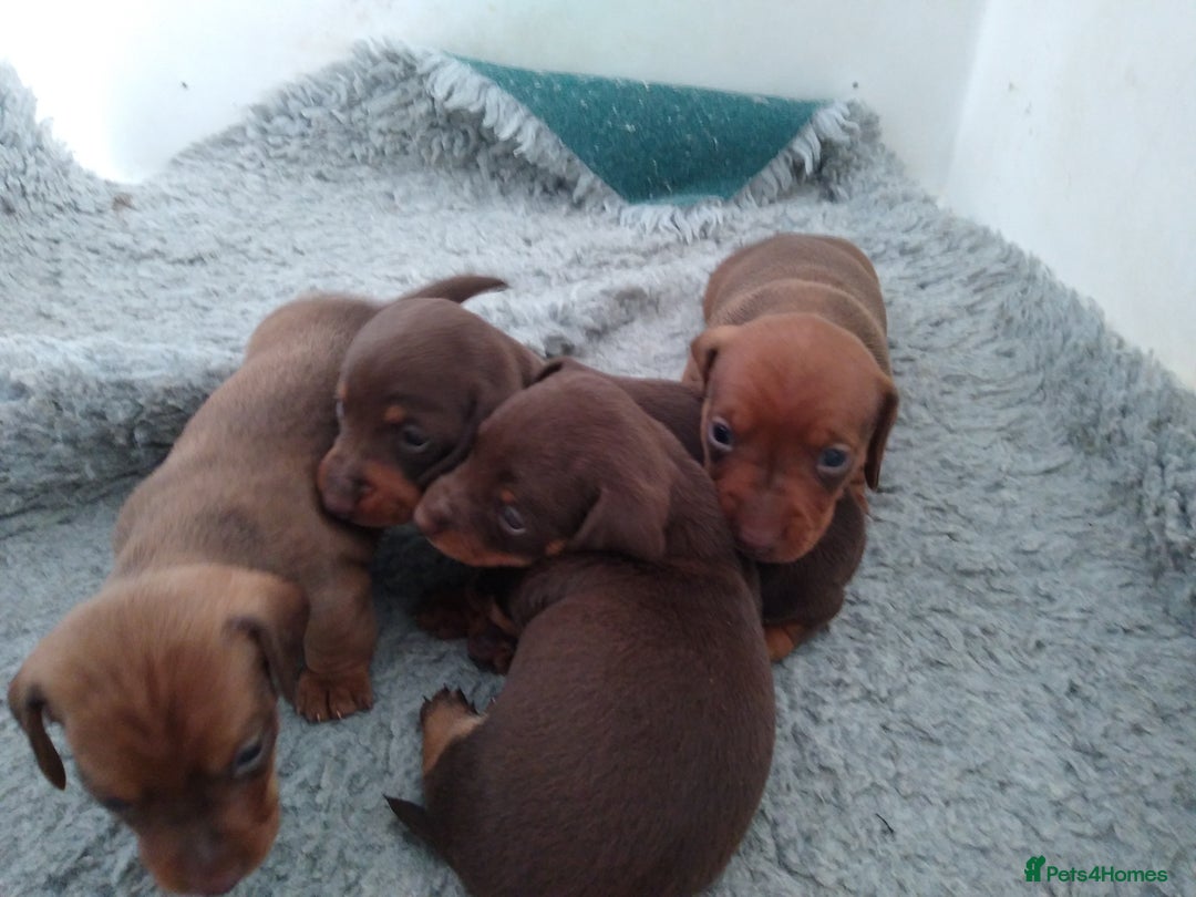Miniature Dachshund dogs for sale: Miniature dachshund pups for sale - Advert 4
