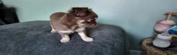Chihuahua dogs for sale: Long haired chihuahua pups  in Rotherham - Advert 15