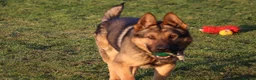 German Shepherd dogs for sale: Big bone gsd male  - Advert 15